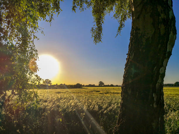 istock Sunset at the cornfield in the countryside 1226981817