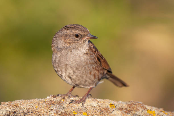 istock Dunnock (Prunella modularis) bird in the natural habitat. 1226981988