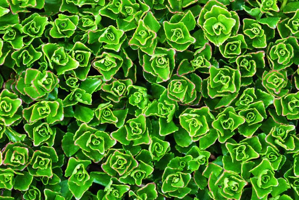 green botanical texture background of Sedum spurium, top view