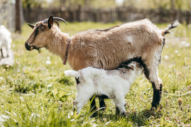 istock Beautiful summer landscape with a goat 1226982366