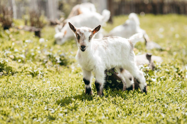 istock Beautiful summer landscape with a goat 1226982467