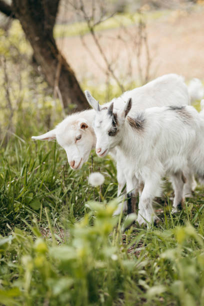 istock Beautiful summer landscape with a goat 1226982551