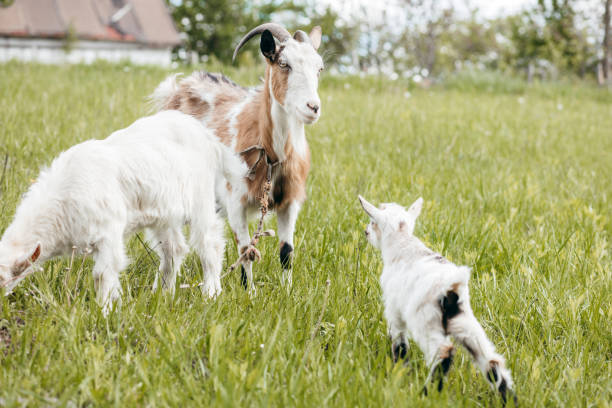 istock Beautiful summer landscape with a goat 1226982621