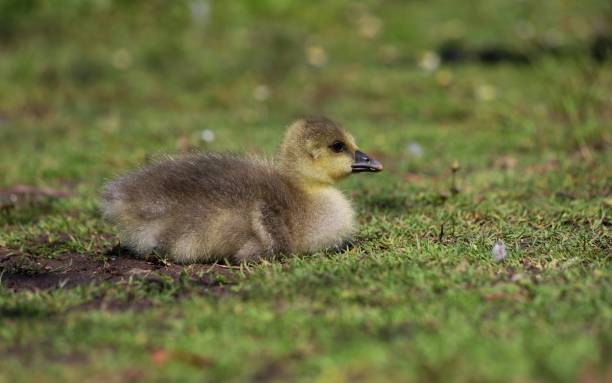 istock Gosling in the Grass 1226983357