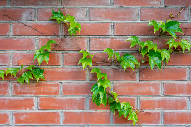 istock green branch of wild grapes on a brick wall 1226983542