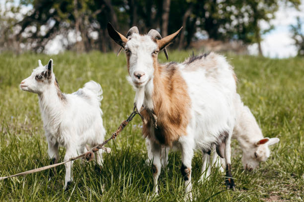 istock Beautiful summer landscape with a goat 1226983559