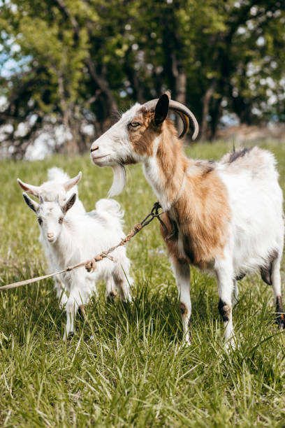 istock Beautiful summer landscape with a goat 1226983700