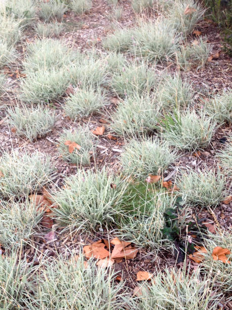 istock Modern landscaping design background heat tolerant plants 1226983878