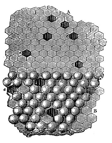 Antique illustration: Beekeeping honeycomb