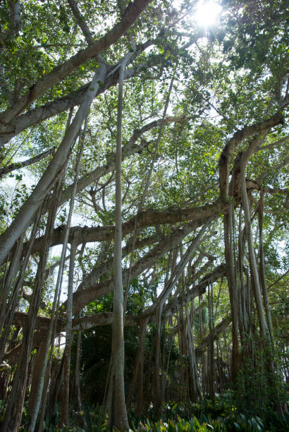 istock Sarasota Town Park Tree 1226985061
