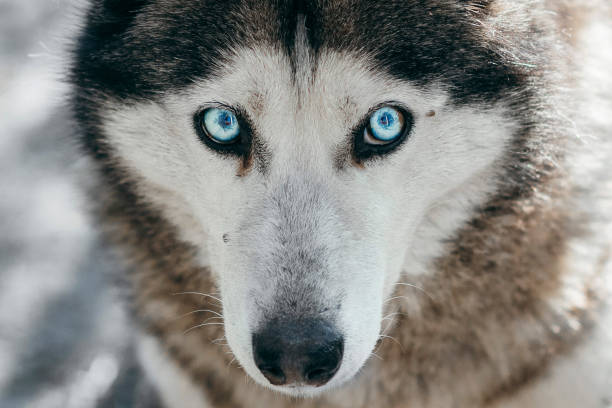 Husky dog looking away with one striking blue eye