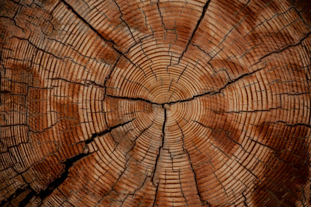 istock image of wooden stub background 1226985474