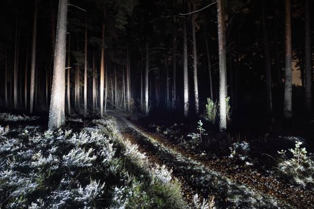istock Illuminated snow-covered S shape rural road through the tall trees at night, Germany. Scary forest scene. Tree silhouettes in the dark. Dangerous winter driving, environmental conservation theme 1226985497