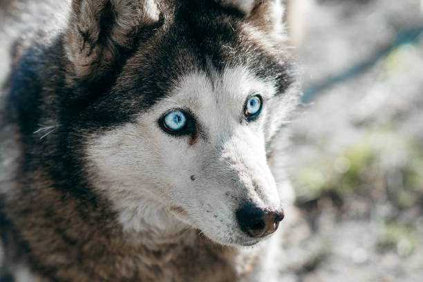 istock Husky dog looking away with one striking blue eye 1226985549