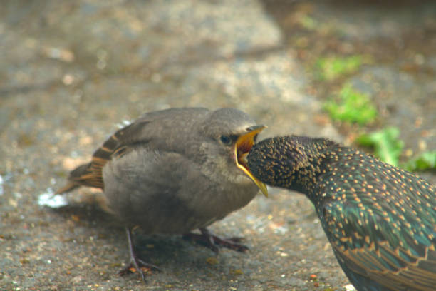 istock Starling fledgling feeding on the ground 1226985642
