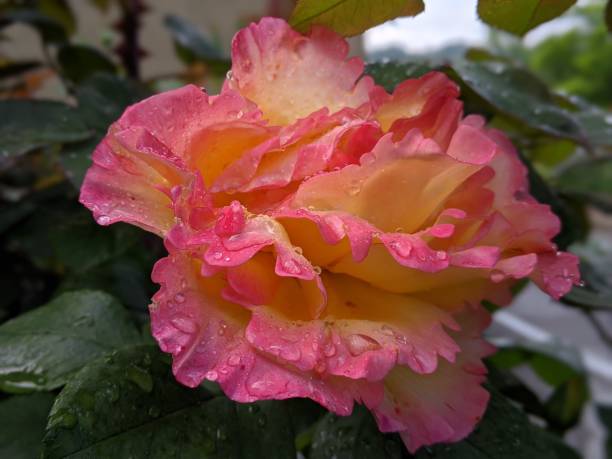 istock Pink rose, rosebud, tenderness. 1226986665