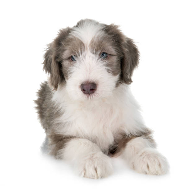 istock puppy bearded collie 1226988574
