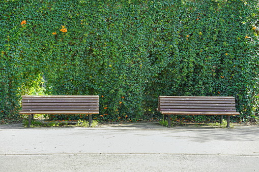 Two wooden benches and Green wild grapes in the background. Wall of Wild grape. Bench in wild grapes.