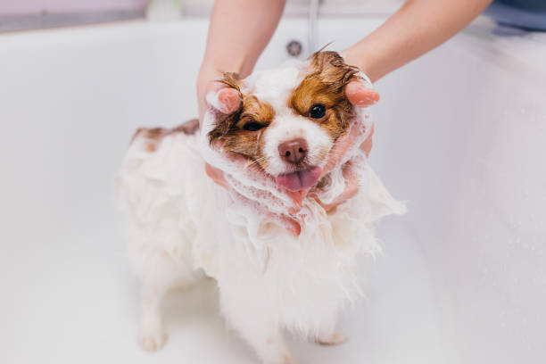 istock adorable pet dog take shower in bath before grooming 1226989586