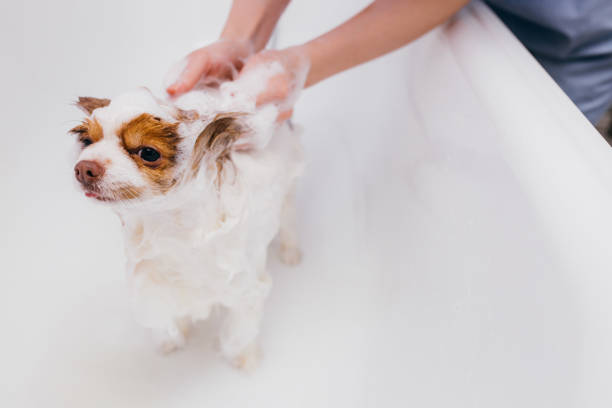 istock beautiful pet spitz get hygienic shower 1226989598