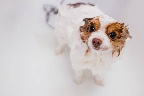 istock beautiful pet spitz get shower in bath 1226989606