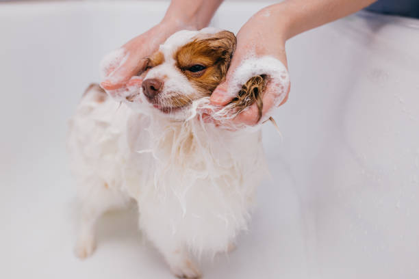 istock beautiful pet spitz get shower in bath 1226989610