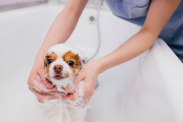 sweet pet spitz get shower little sweet pet spitz get shower before grooming, cutting hair and claws. professional care of dogs in salon dog grooming stock pictures, royalty-free photos & images