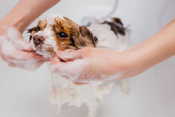 istock funny pet spitz in bath before grooming 1226989635
