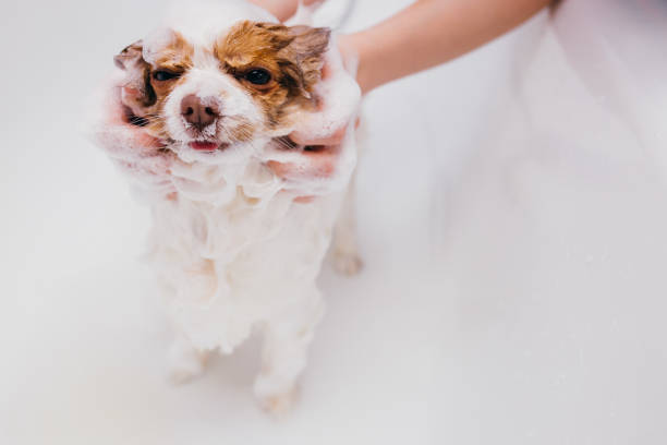 beautiful pet spitz get shower in bath beautiful little pet spitz get shower in bath. puppy before cutting hair by professional, the dog enjoy getting care, don't afraid pomeranian dog taking a bath stock pictures, royalty-free photos & images