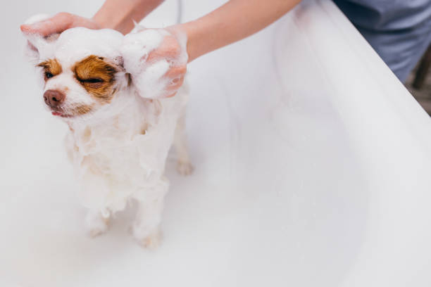 funny pet spitz in bath before grooming funny little pet spitz in bath before grooming, procedure of hair cutting by professional grooming master. the dog get shower. animals concept pomeranian dog taking a bath stock pictures, royalty-free photos & images