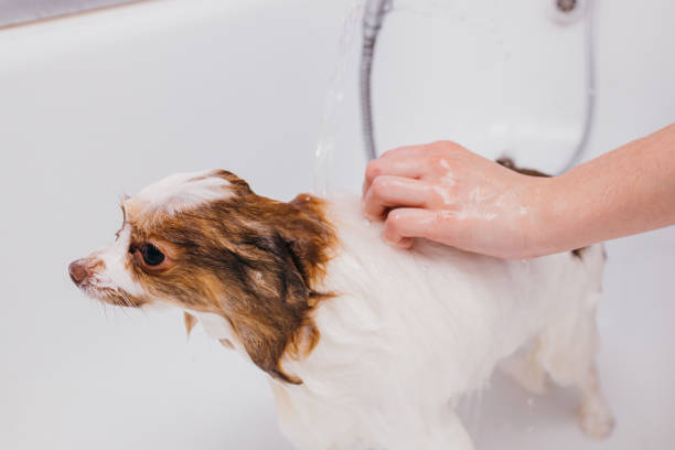 istock professional groomer wash the dog in bath 1226989656