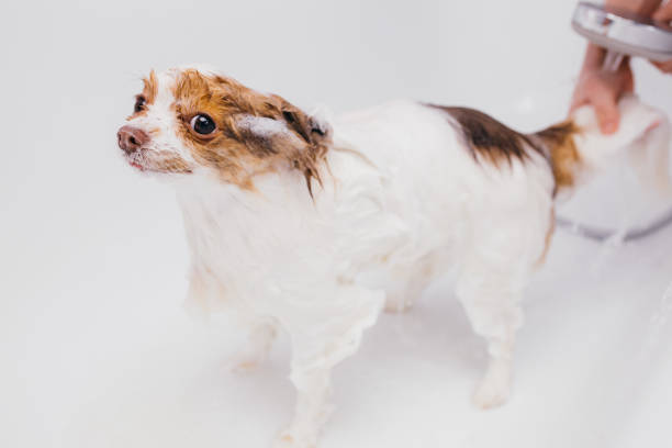 istock sweet pet spitz get shower 1226989659