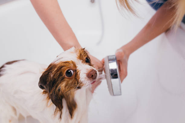 istock beautiful pet spitz get shower in bath 1226989698