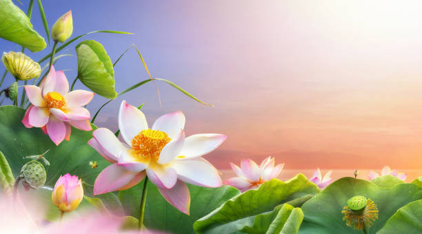 istock Beautiful lotus flower blooming with copy space 1226989753