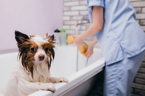 istock beautiful pet spitz get shower in bath 1226989780