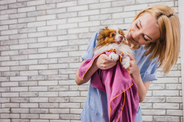 istock attractive female groomer enjoy working with pets 1226989804