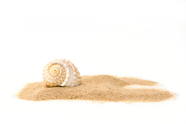 Summer vacations and marine background: starfish, conch shells and sea stones on tropical white sand shot against blue sky and sea background. The composition is at the right of an horizontal frame leaving useful copy space for text and/or logo at the left. High resolution 42Mp digital capture taken with SONY A7rII and Zeiss Batis 40mm F2.0 CF lens