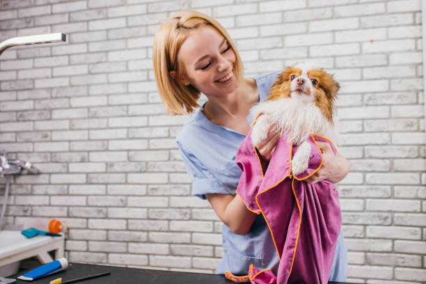 istock careful groomer dries dog's wool using towel 1226989904