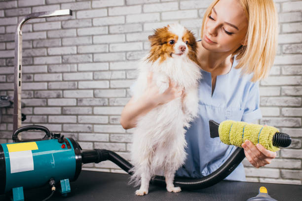istock beautiful puppy at grooming salon 1226990105