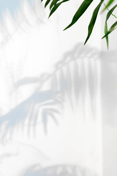 istock Creative light grey canvas with shadows from tropical exotic houseplant with blurred leaves 1226990218