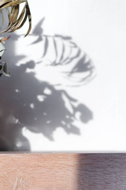 istock Creative light grey canvas with shadows from tropical exotic houseplant with blurred forefront. 1226990274