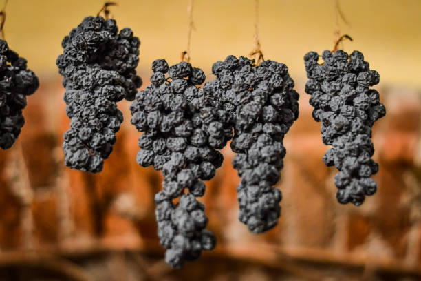 grapes allowed to dry, traditionally on straw mats to make italian amarone wine. - veneto imagens e fotografias de stock