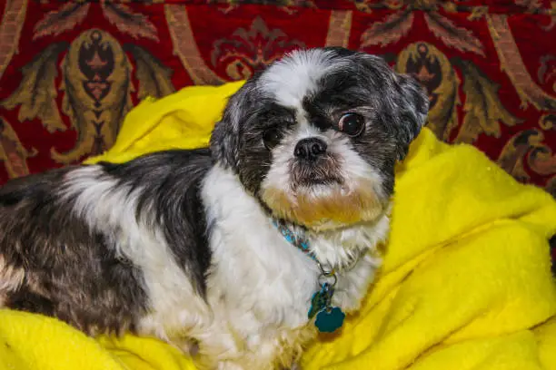 Photo of The eye - black and white shitzu dog lying on a yellow blanket on dark red patterned furniture eyeballing viewer with a sneer - close-up