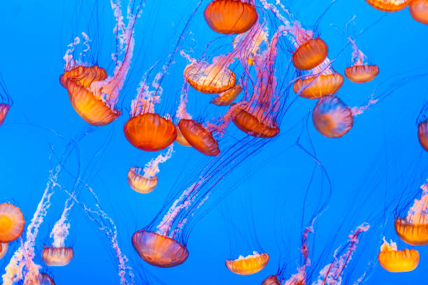 istock jelly fish in the blue sea 1226991933