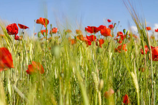istock Wild poppy flowers 1226993126