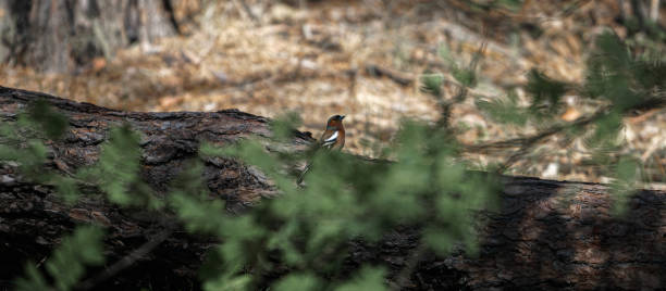 istock finch sings on a tree in the forest, selective focus image 1226994286