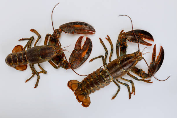 istock Live lobsters isolated on white background. 1226995255