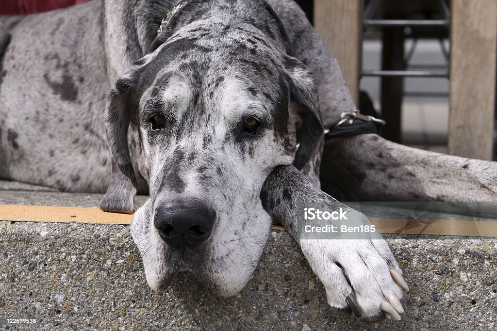 Great Dane Dog German Culture Stock Photo