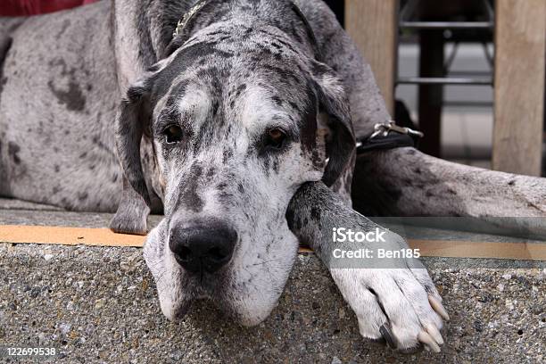 Great Dane Dog Stock Photo - Download Image Now - German Culture, Great Dane, Animal
