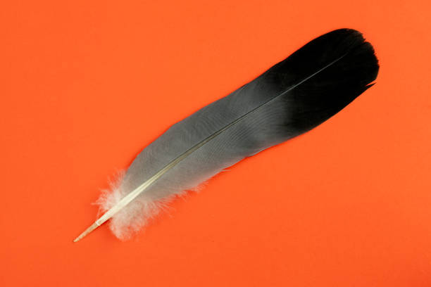 Bird feathers series.